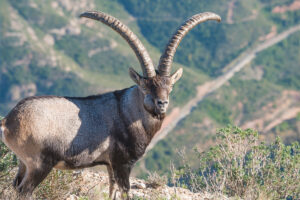 Read more about the article Beceite Ibex Hunting
