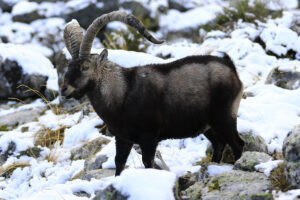 Read more about the article Gredos Ibex Hunting with Iberian Hunters Spain